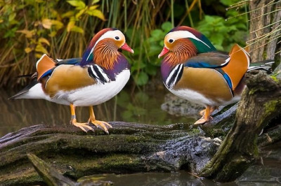 Любопытные сведения об утках-мандаринках