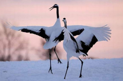 В чем особенность японских журавлей?