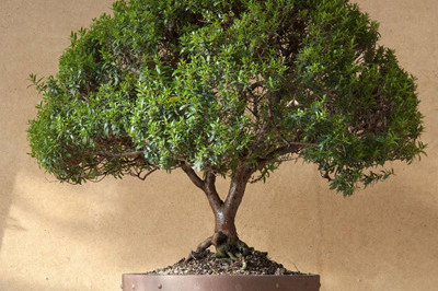 Какие растения помогают улучшить энергетику жилища?