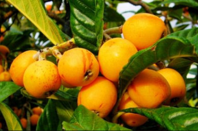 Что такое мушмула?