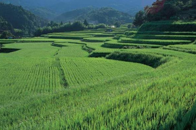 Интересные сведения о японском рисе