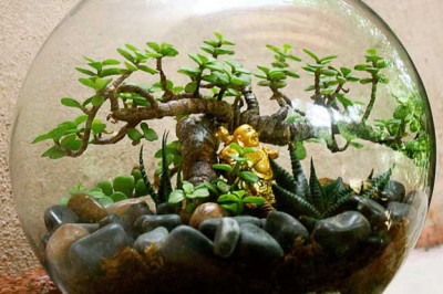 Растение для человека- друг