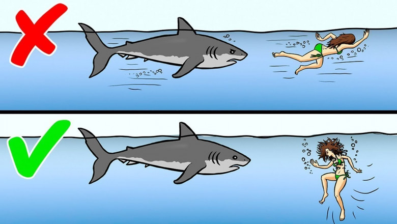 Как правильно себя вести,  столкнувшись с дикими животными? 