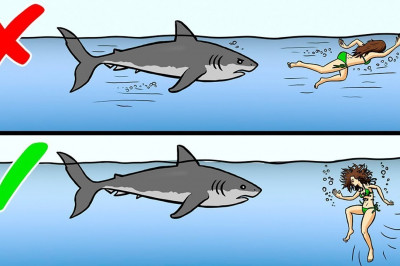 Как правильно себя вести,  столкнувшись с дикими животными? 