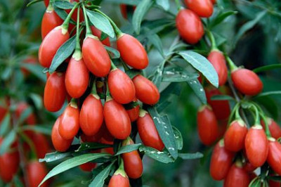 Чем опасны ягоды годжи?