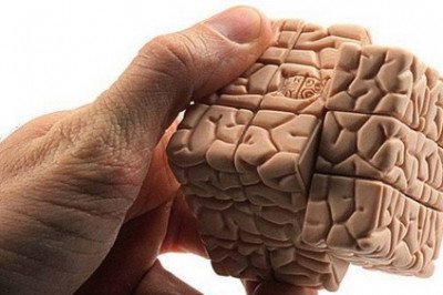 11 любопытнейших фактов о мозге человека