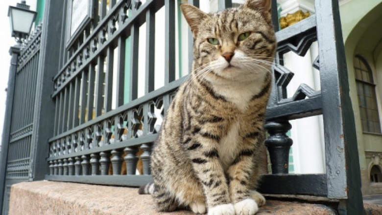Музей милых кошек