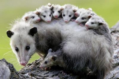 Любопытные сведения об опоссумах