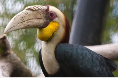 Огромные птицы -  шлемоклювые калао