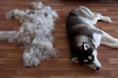 Люди,как и животные,тоже линяют