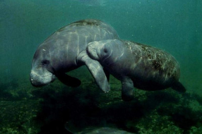 Кто такие ламантины?