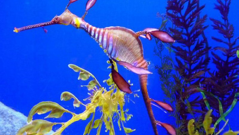 Познавательные факты о лиственном морском драконе