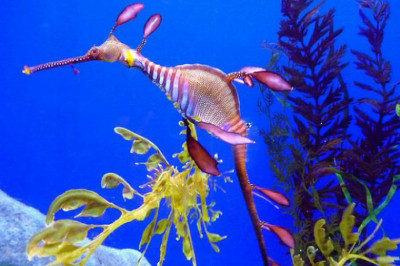 Познавательные факты о лиственном морском драконе