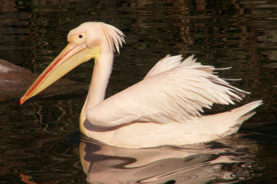 Познавательные факты о пеликанах