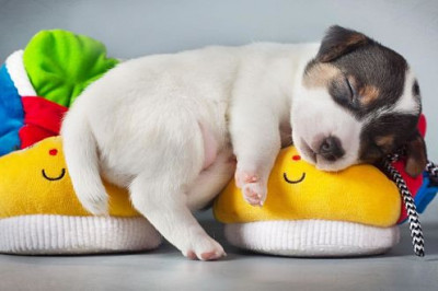 Что происходит с организмом человека,пока он  спит?