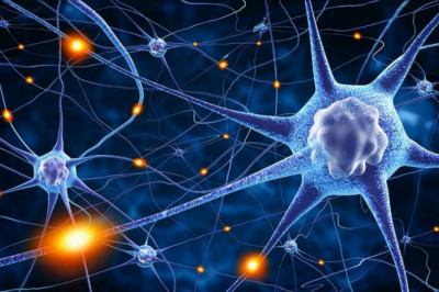 На самом ли деле нервные клетки не восстанавливаются?