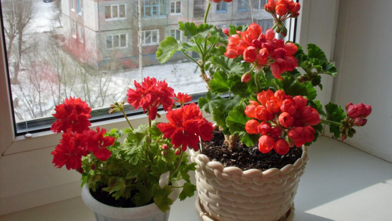 Для чего стоит завести дома герань?