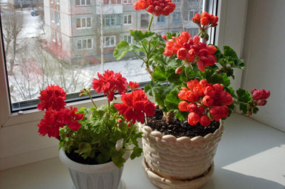 Для чего стоит завести дома герань?