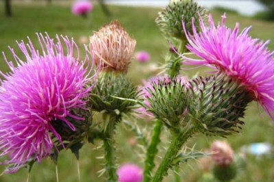 Почему чертополох так необычно называется?