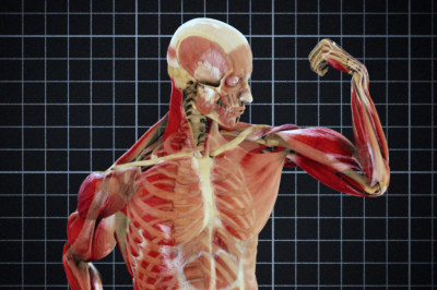 Почему человека можно  считать совершенным?