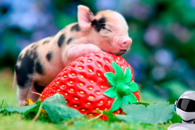 Необычные домашние животные 