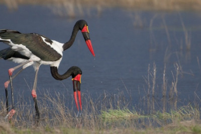 Длинноногий седлоклювый ябиру