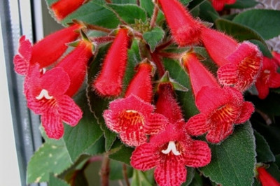 Интересные факты о калерии