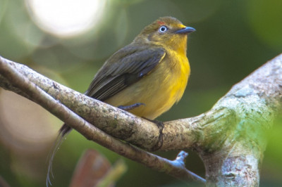 Кто такая - нетехвостая пипра?