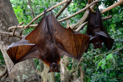  Калонг – гигантские рукокрылые
