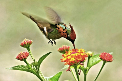 Птичка-кокетка 