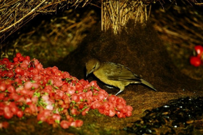 Птица с творческими способностями