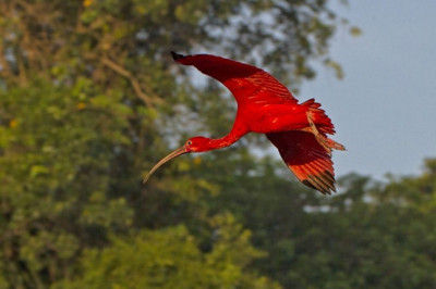 Прелестный красный ибис