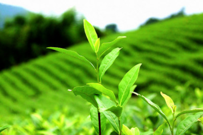 Интересные сведения о чайном напитке