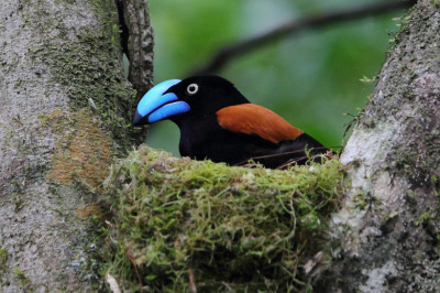 Кто такая шлемоносная ванга?