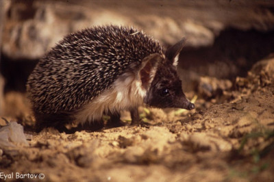 Шустрые эфиопские ежи