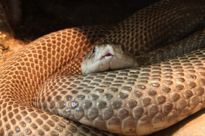 Огромную кобру напоили водой из бутылки