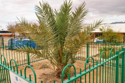 История о том, как 2000- летнее семечко  проросло, и из него выросло дерево,вымершее 1800 лет назад