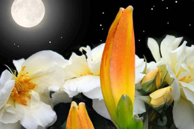 Почему некоторые цветы закрывают свои бутоны ночью?