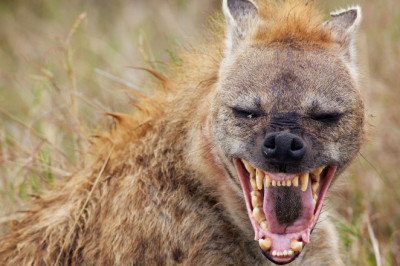 Почему гиена смеется?