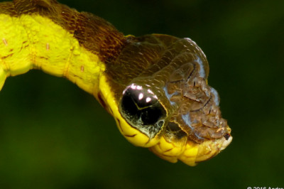 Эта гусеница до ужаса похожа на змею