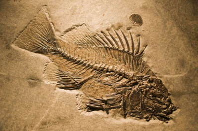 Что такое окаменелости?