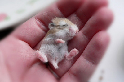 В мире животных - 3 самых плохих 