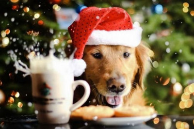 Чего не стоит делать накануне новогодних праздников?