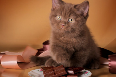 Почему стоит есть темный шоколад?