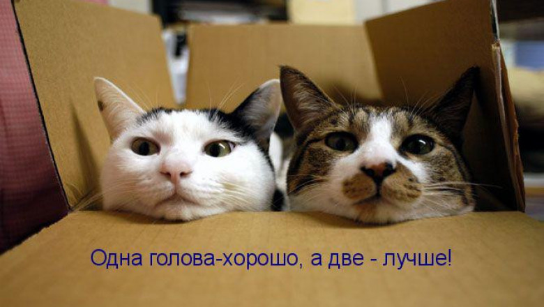 Правда ли,что одна голова хорошо, а две — лучше?