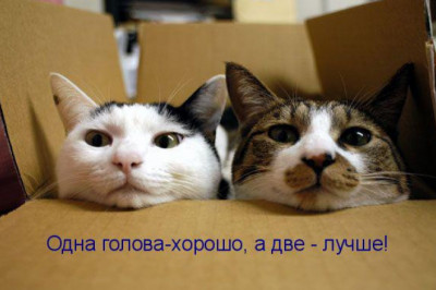 Правда ли,что одна голова хорошо, а две — лучше?