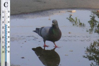 Как птицы предсказывают погоду?