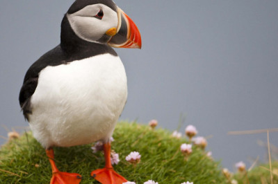 Птицы тупики - почему так называются?