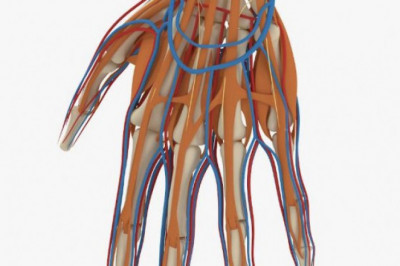 13 интересных фактов о руках человека