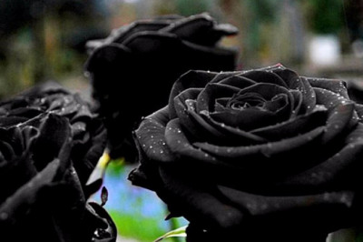 Чем необычны розы, что растут турецком городке Халфети?